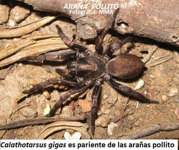 Nueva araña gigante en Talca