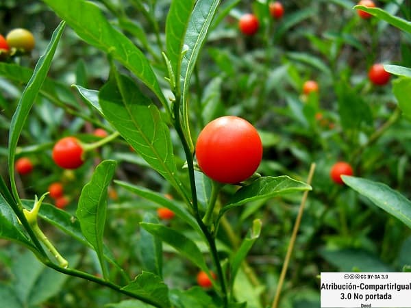 Solanum